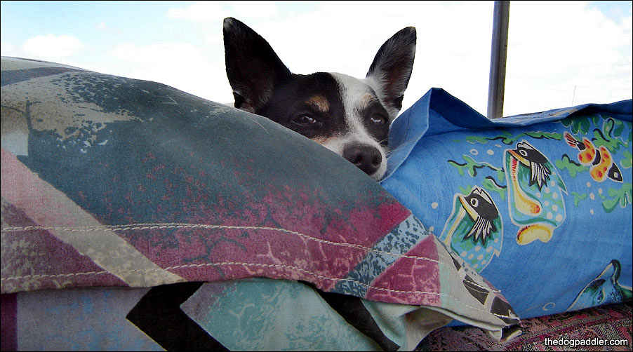 081111_PennyResting_900x500_opt8ADV.jpg