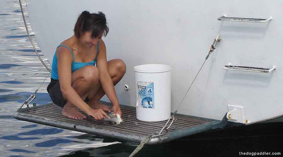 081113_Mai_cleaningfish_900x500_opt8ADV.jpg