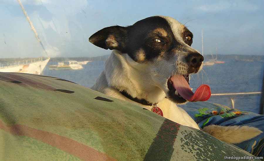 081215_Penny_LongTongue_900x550_opt8ADV.jpg