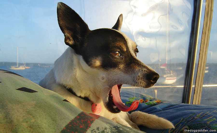 081215_Penny_mouthOpenTongue_900x550_opt8ADV.jpg