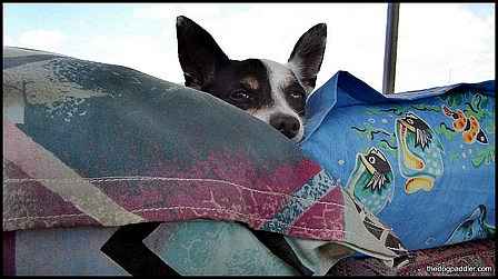 081111_PennyResting_900x500_opt8ADV.jpg