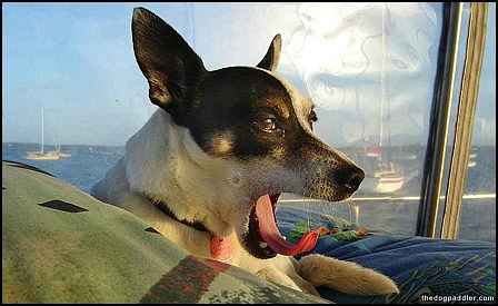 081215_Penny_mouthOpenTongue_900x550_opt8ADV.jpg