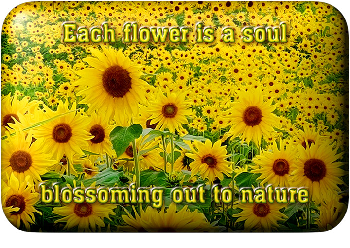 20_sunflower_soul_720x480_opt9_button_border.jpg
