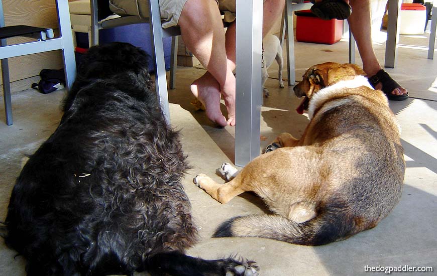 DSC08880_dogs_870x550_opt5.jpg