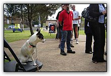 06_080913_Penny_onChair_checking_theLine_733x550_opt8ADV.jpg