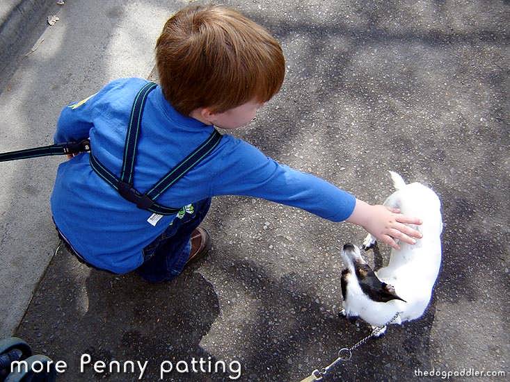 24_070901_DSC01386_StMarysSpringFestival_morePennyPatting_733x550_opt6ADV.jpg