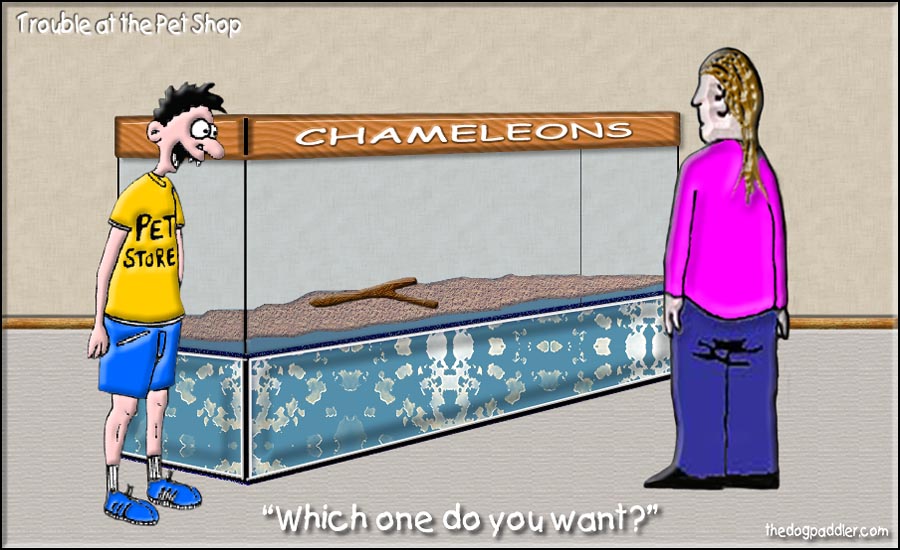 27Trouble_at_thePetShop_900x550_opt6.jpg
