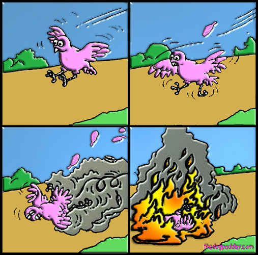 37WhenBirdsGet_itWrong.jpg